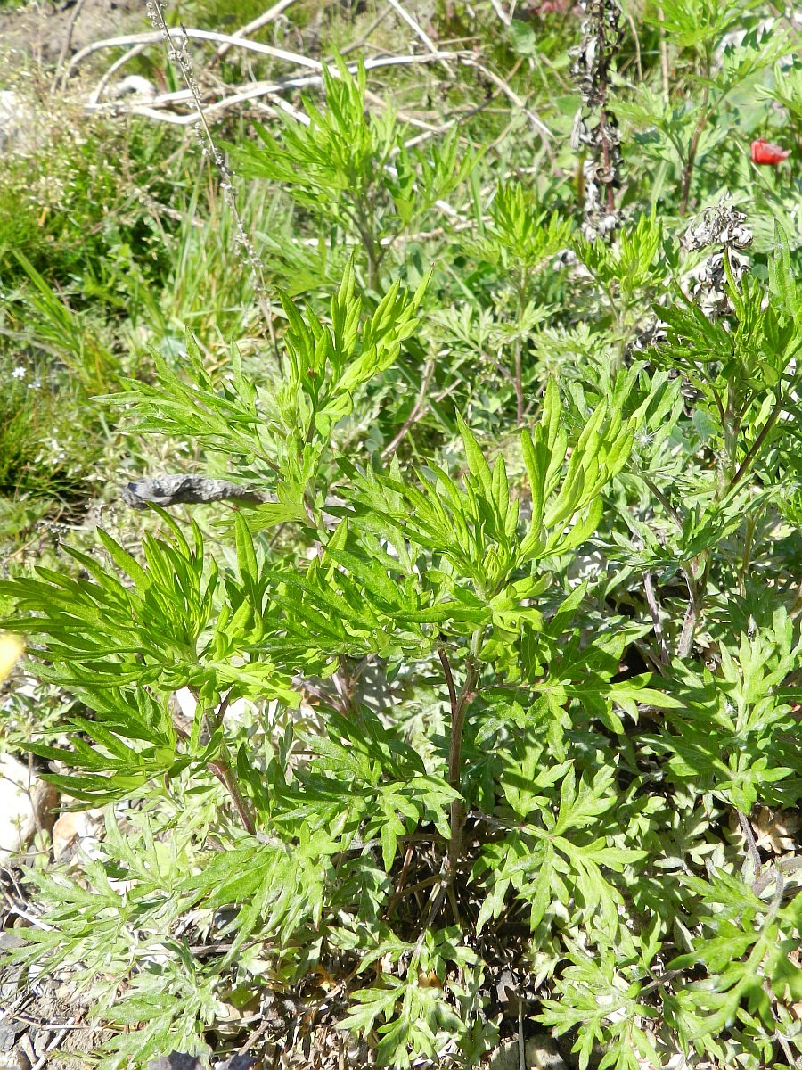 artemisia-verlotiorum-chinese-mugwort